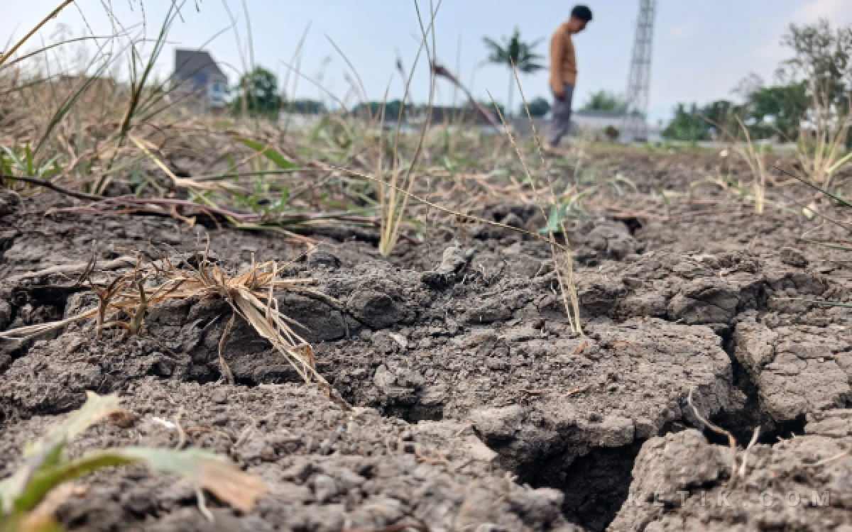 BMKG Prediksi El Nino Sangat Kuat hingga Awal 2027, Warga Diminta Waspadai Puncak Kemarau