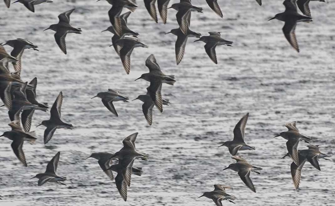 Bukan Limbah Biasa, Kotoran Burung Laut Pernah Jadi Rahasia Kekayaan Kerajaan Kuno