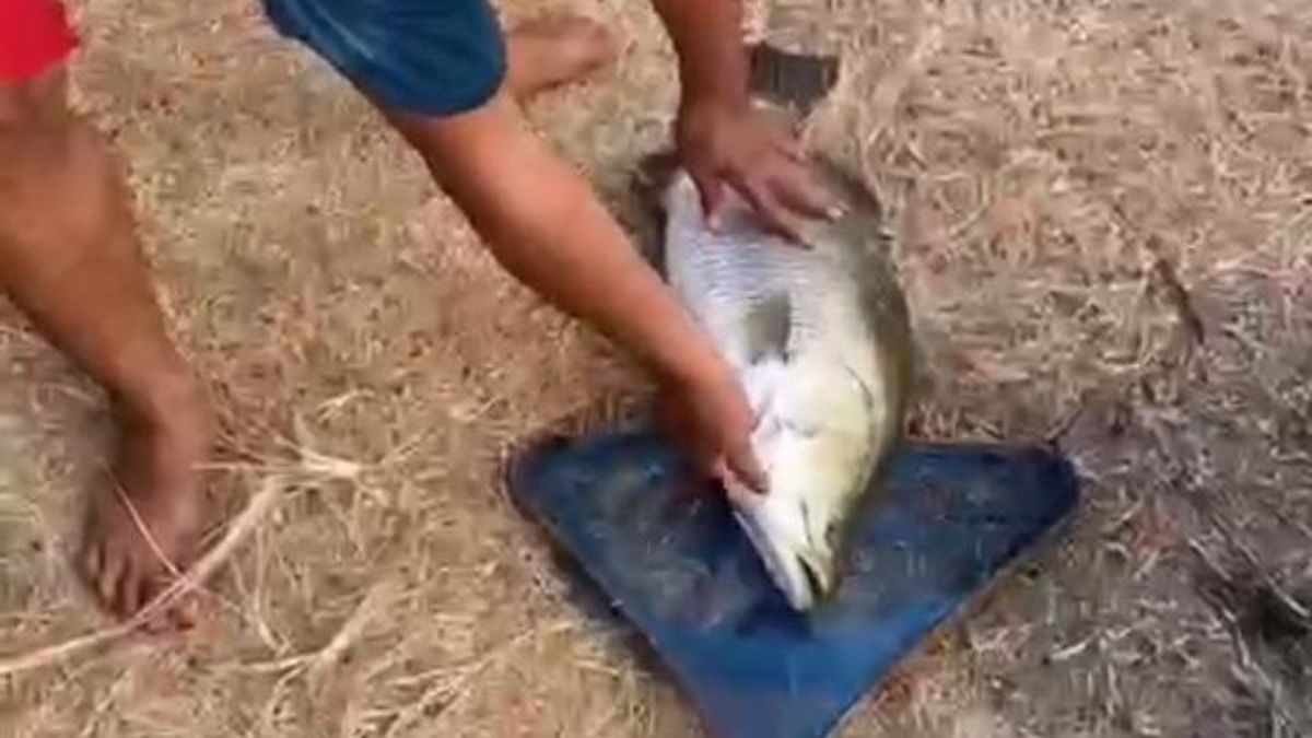 Ikan Jumbo Bikin Warga Tamansari Indramayu Heboh, Diduga Kakap Putih