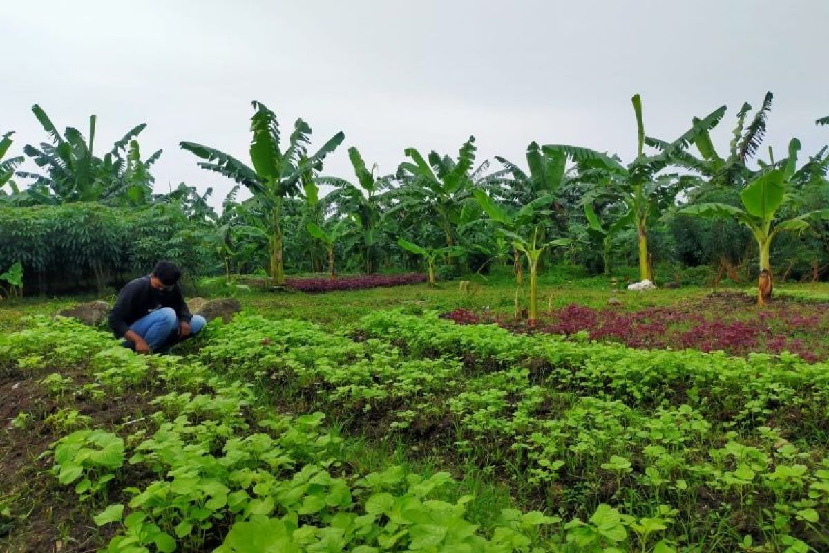 BRIN Kembangkan AI untuk Percepat Deteksi Kebakaran Hutan dan Lahan
