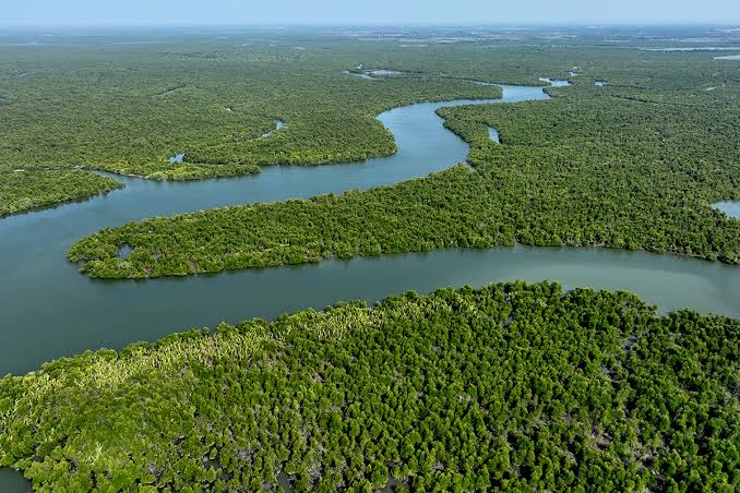 Sulawesi Tenggara Punya Hutan Mangrove Terluas di Pulau Sulawesi, Ini Datanya