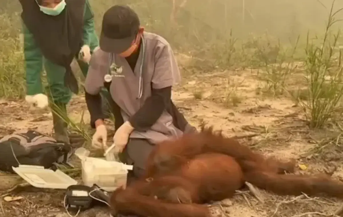 Orang Utan Kebingungan di Area Bekas Kebakaran Kalteng, BKSDA Lakukan Evakuasi