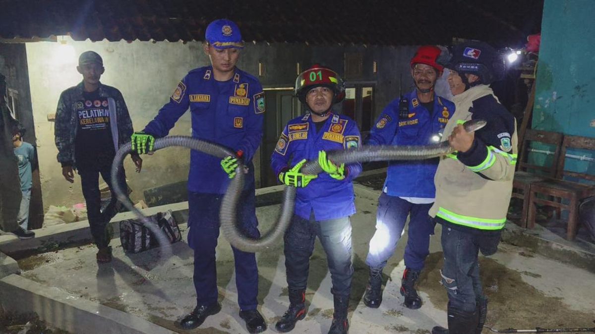 King Kobra 2,5 Meter Masuk Kandang Ayam di Kuningan, Damkar Turun Tangan